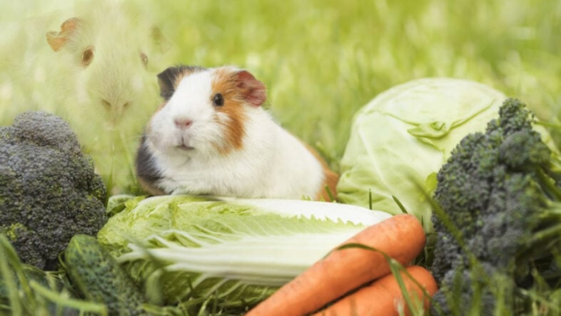 Fun Facts about Guinea Pigs