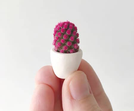 Mini Cactus Plants