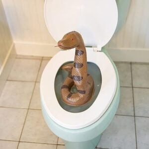 toilet snake